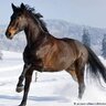 Boris37