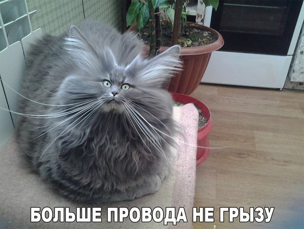 bolshe-provoda-ne-gryzu-open.jpg